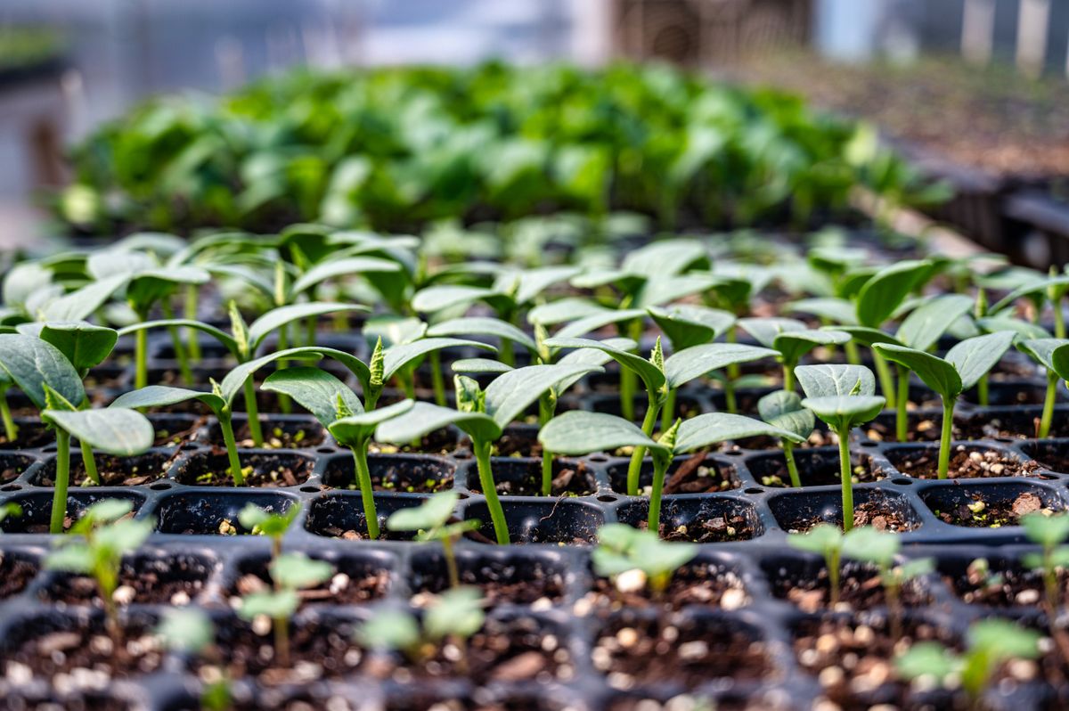 Growing Supplies product examples