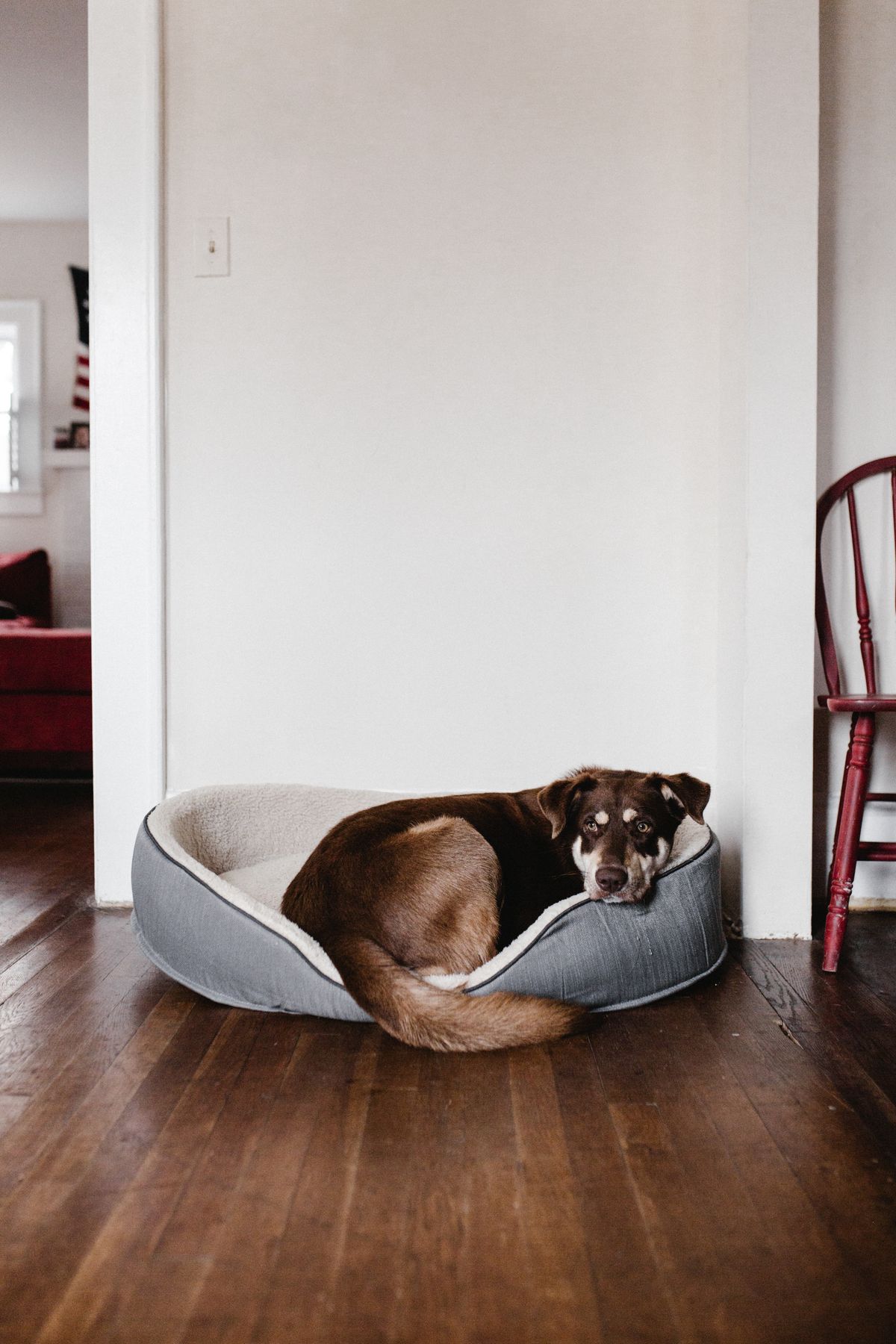 Pet Beds product examples