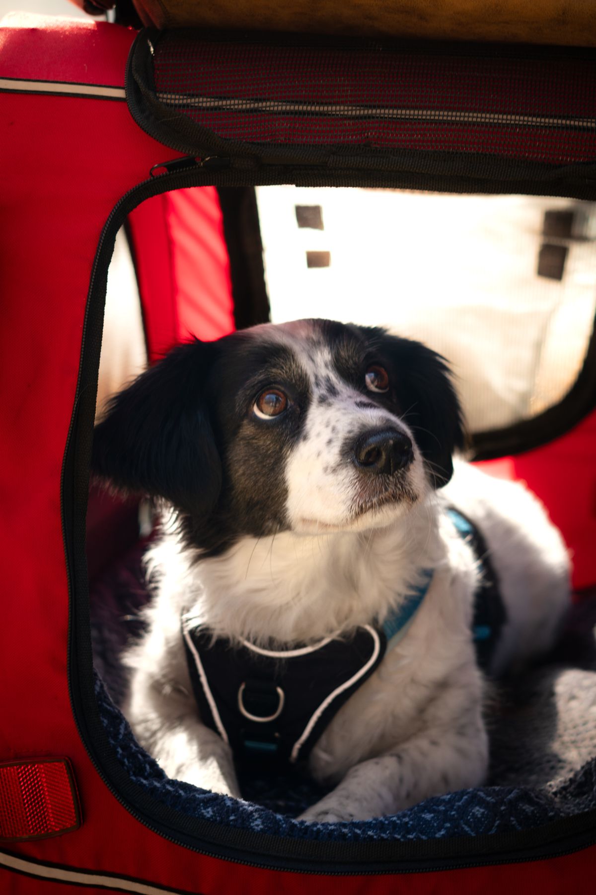 Pet Carriers product examples