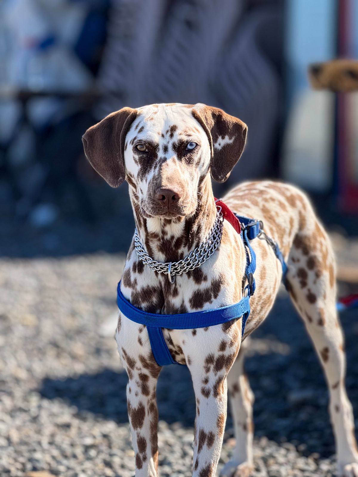 Collar & Harness product examples