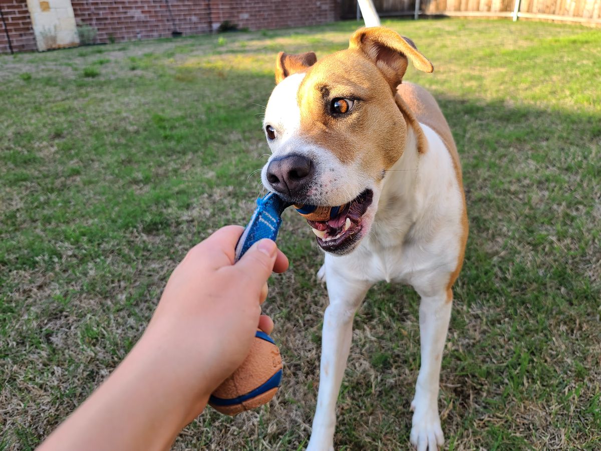 Pet Toys product examples
