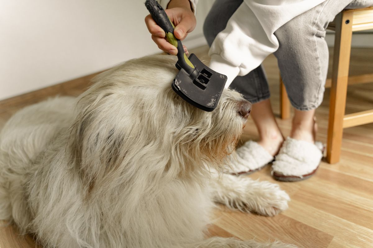 Grooming Tools product examples